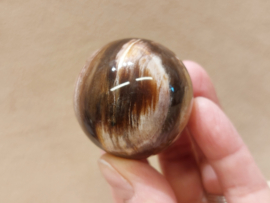 Versteend hout bol