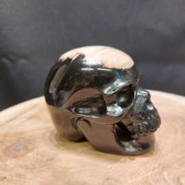 Versteend palmhout human skull