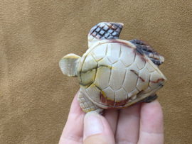 Mookaiet schildpad