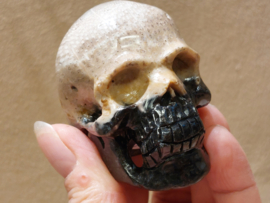 Versteend palmwortel human skull