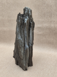 Versteend hout van de sequoia boom of mammoetboom, Duitsland