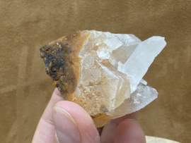 Mariposa calciet uit Mexico
