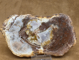 Versteend hout schijf