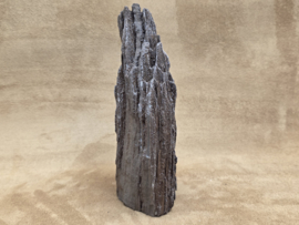 Versteend hout van de sequoia boom of mammoetboom, Duitsland