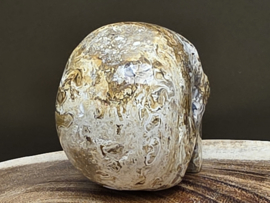 Fossiel koraal human skull