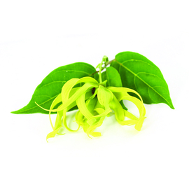 Ylang Ylang