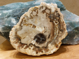 Versteend hout schijf