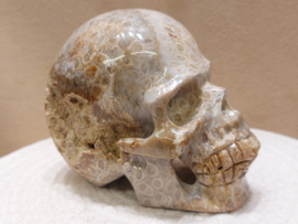 Fossiel koraal human skull