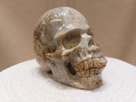 Fossiel koraal human skull