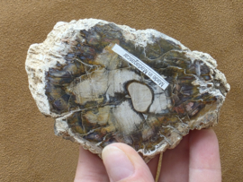 Versteend hout schijf