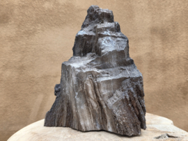 Versteend hout van de sequoia boom of mammoetboom, Duitsland