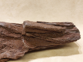 Versteend hout van de sequoia boom of mammoetboom, Duitsland