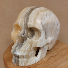 Zebra calciet human skull