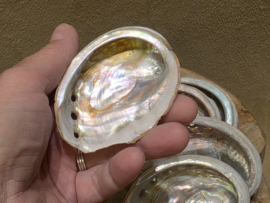 Abalone schelp klein