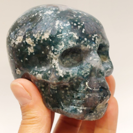 Mosagaat human skull