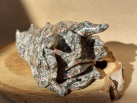 Crinoid fossiel draak