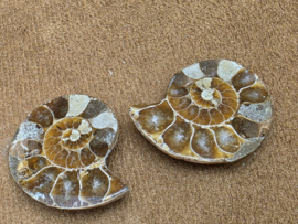 Ammoniet set