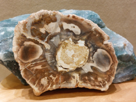 Versteend hout schijf
