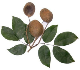 Copaiba