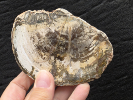 Versteend hout schijf