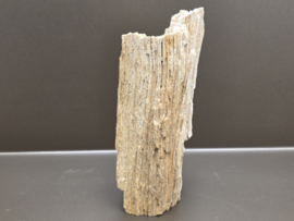 Versteend hout uit Indonesië