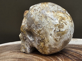 Fossiel koraal human skull