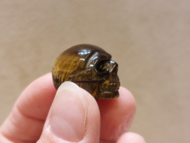 Tijgeroog skullie