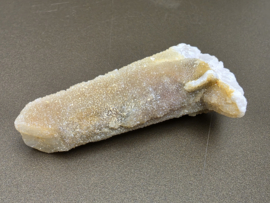 Feeënkwarts of heksenvinger uit Afrika