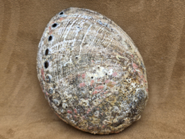 Abalone schelp groot