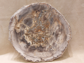 Versteend hout schijf