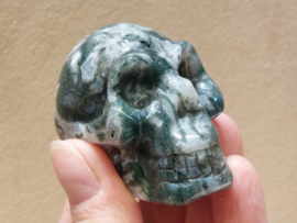 Mosagaat human skull