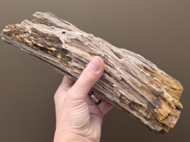 Versteend hout uit Indonesië