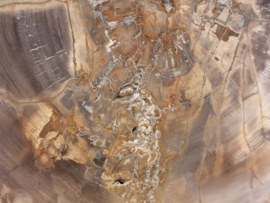 Versteend hout schijf