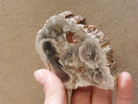 Versteend hout schijf