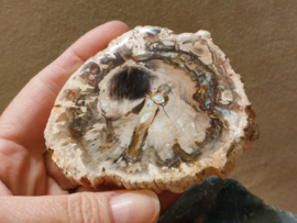 Versteend hout schijf
