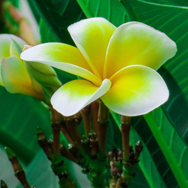 Frangipani