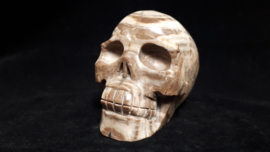 Versteend hout human skull