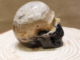 Versteend palmwortel human skull