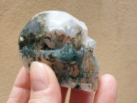 Mosagaat human skull