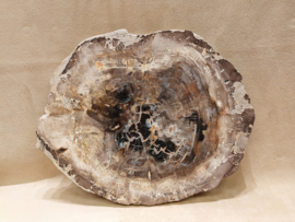 Versteend hout schijf