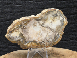 Versteend hout schijf