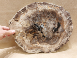 Versteend hout schijf