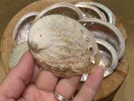 Abalone schelp klein