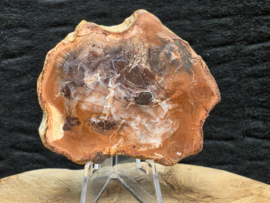 Versteend hout schijf