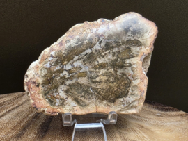 Versteend hout schijf