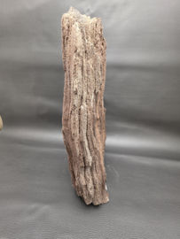 Versteend hout van de sequoia boom of mammoetboom, Duitsland