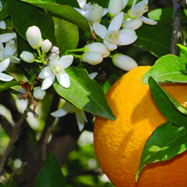 Neroli 10%
