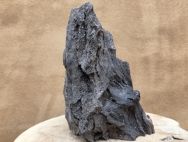 Versteend hout van de sequoia boom of mammoetboom, Duitsland