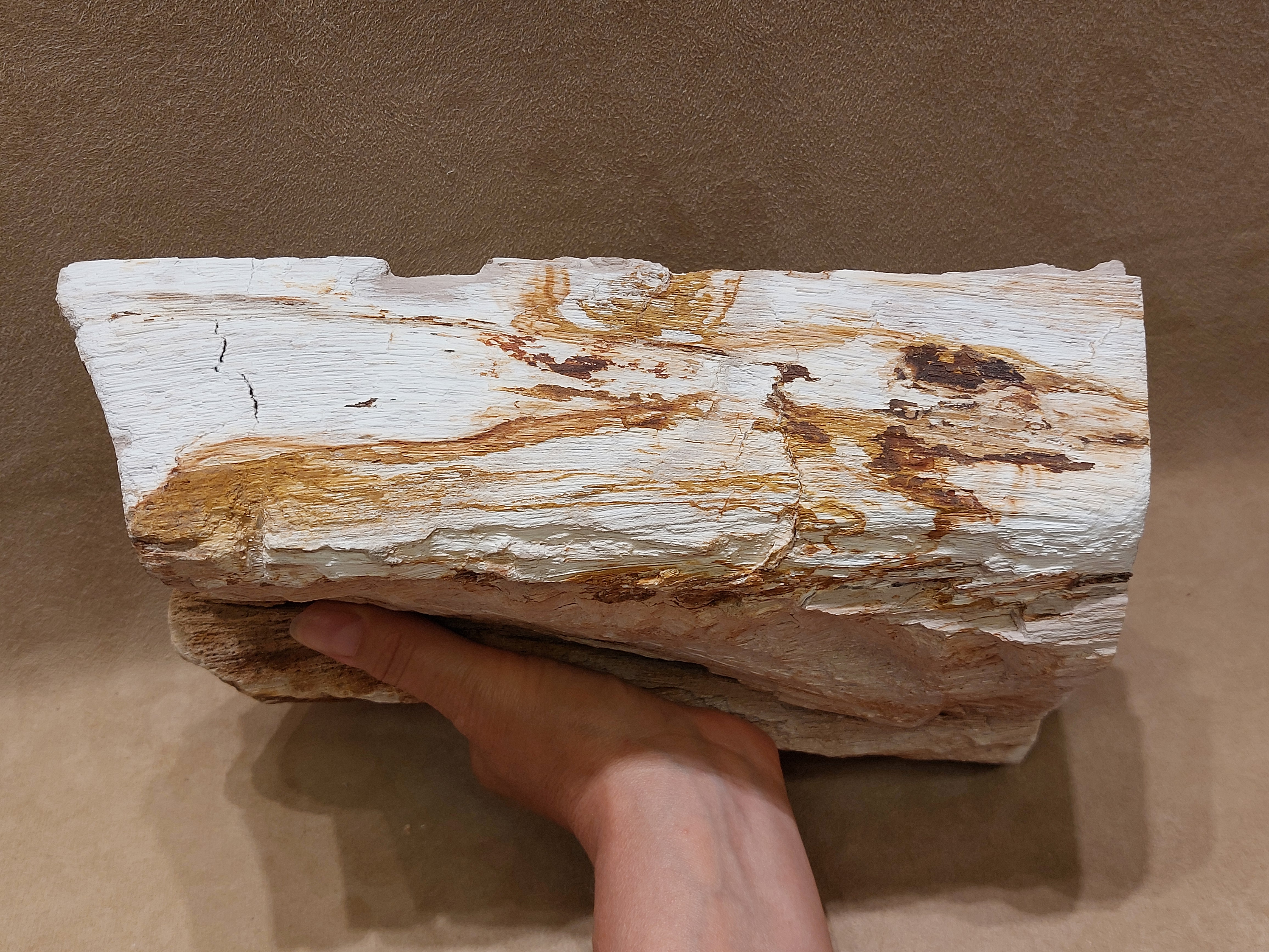 Versteend hout uit Indonesië