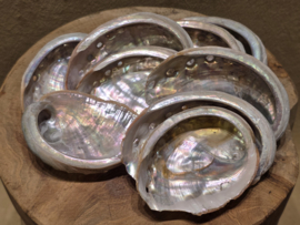 Abalone schelp klein